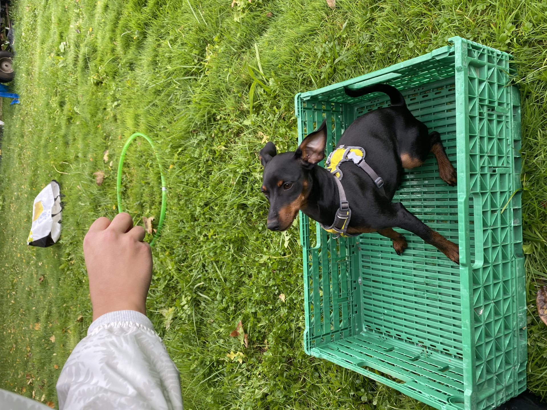 Travail avec les chiens en groupe